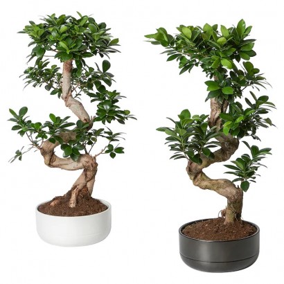 FICUS MICROCARPA GINSENG