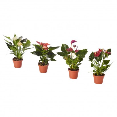 anthurium-potted-plant__0657278_PE709725_S5