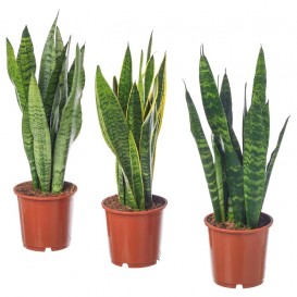 sansevieria-trifasciata