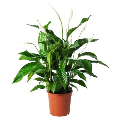 spathiphyllum-potted-plant-peace-lily_